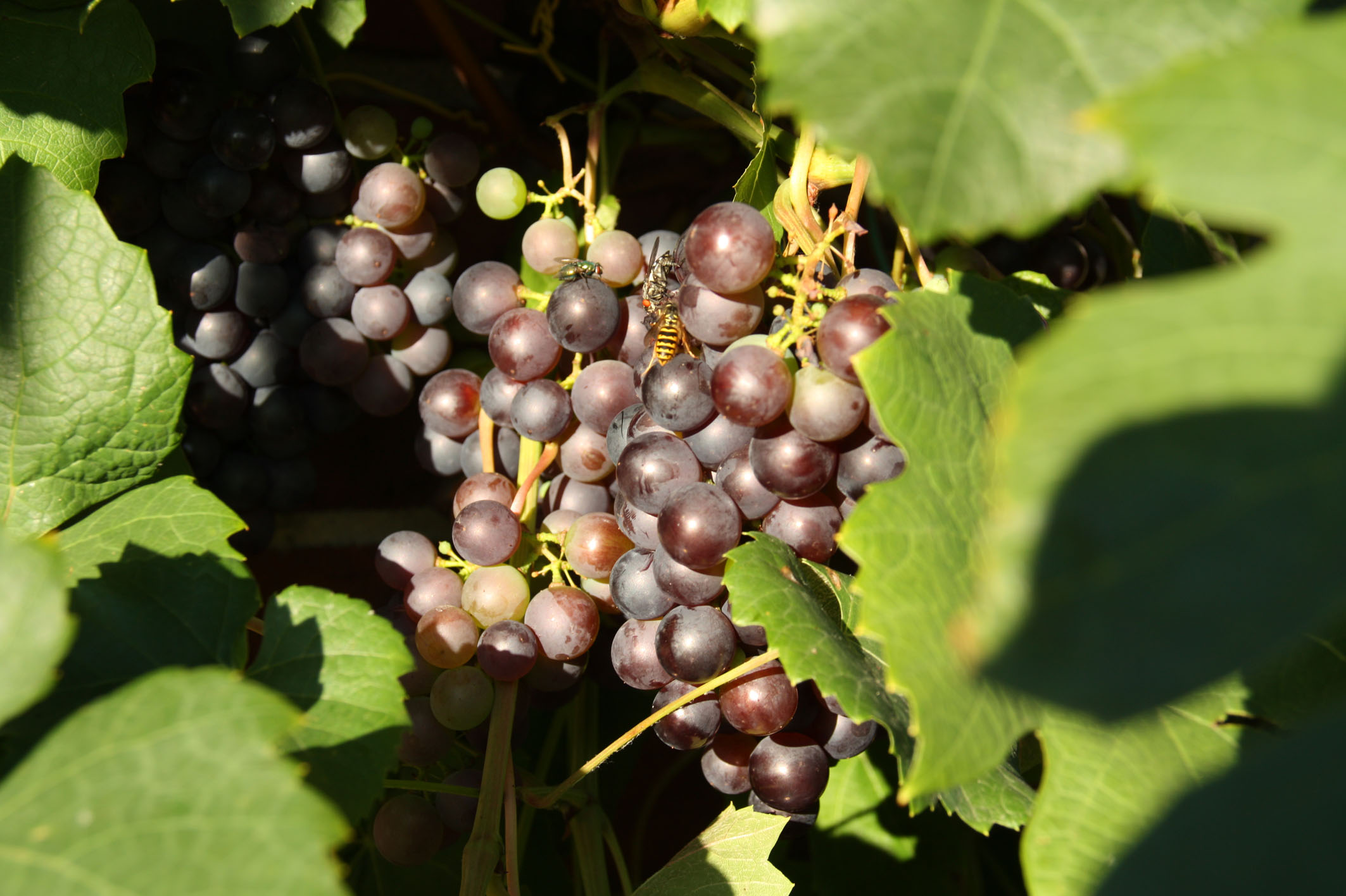 Utopischer Weinanbau - Harriersand
